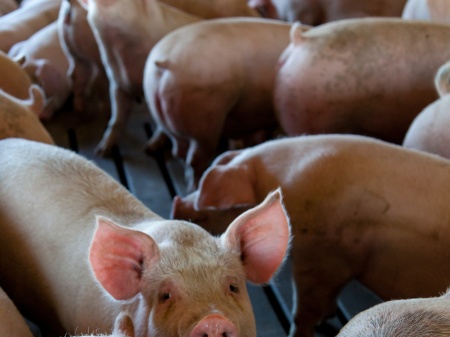 Vrijwillige stopzettingsregeling varkenshouderij